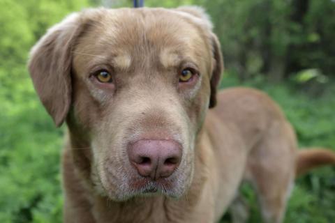 В дар собаку. Шоколадный и розовоносый метис лабрадора Шон в дар. Фото1