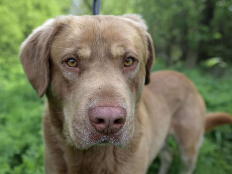 В дар собаку