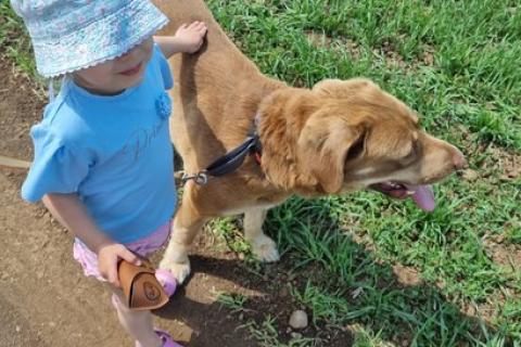 В дар собаку. Шоколадный и розовоносый метис лабрадора Шон в дар. Фото2