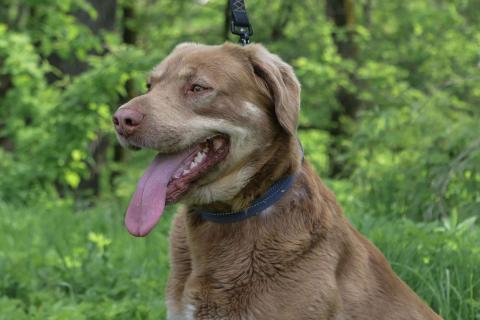 В дар собаку. Шоколадный и розовоносый метис лабрадора Шон в дар. Фото3