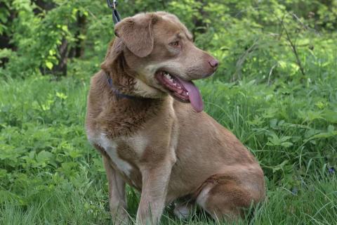 В дар собаку. Шоколадный и розовоносый метис лабрадора Шон в дар. Фото4
