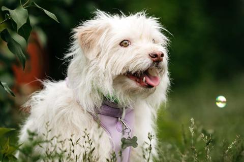 В дар собаку. Очаровательный белый пёсик Банди в дар. Фото3