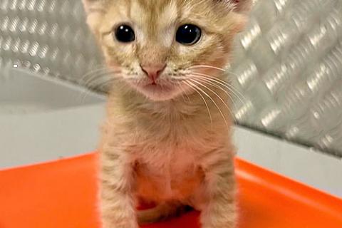 В дар кошку. Котенку Левушке, который не хочет сходить с рук, нужен дом. Фото1