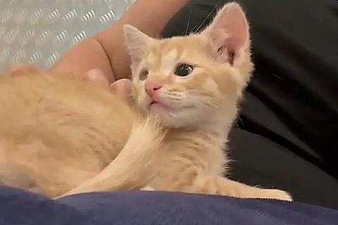 В дар кошку. Котенку Левушке, который не хочет сходить с рук, нужен дом. Фото2