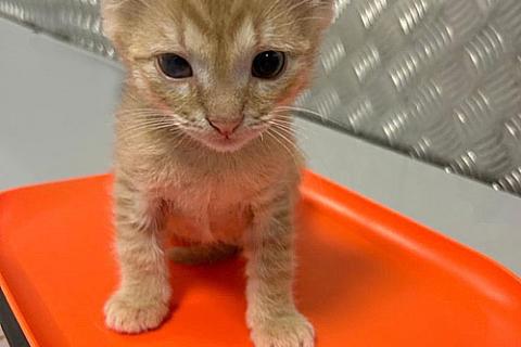 В дар кошку. Котенку Левушке, который не хочет сходить с рук, нужен дом. Фото4