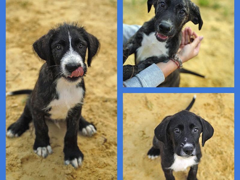 В дар собаку