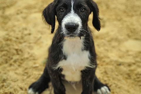 В дар собаку. Очаровательные домашние щенки метисы черного терьера ищут дом. Фото2
