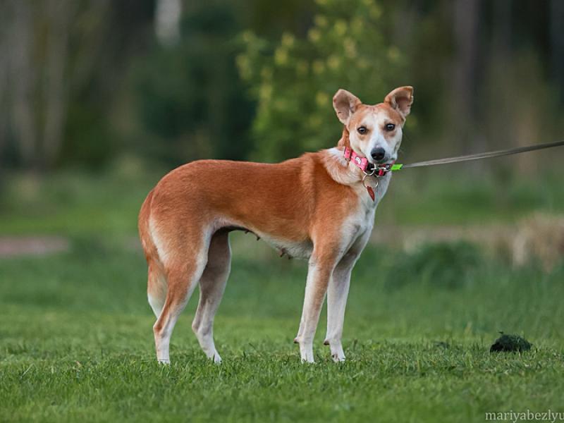 В дар собаку