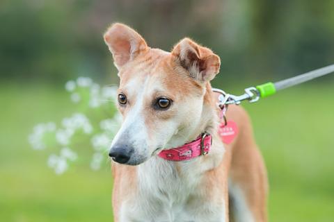 В дар собаку. Маленькая собачка Жужа ищет дом. Фото4