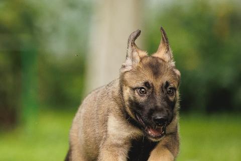 В дар собаку. Милые щенки в добрые руки! Две девочки и мальчик. Фото1