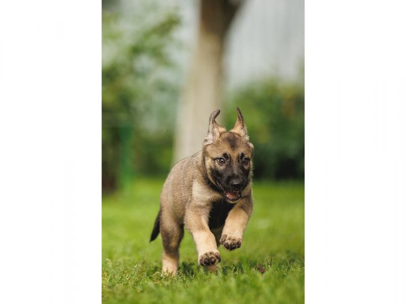 В дар собаку