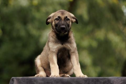 В дар собаку. Милые щенки в добрые руки! Две девочки и мальчик. Фото2
