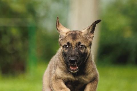 В дар собаку. Милые щенки в добрые руки! Две девочки и мальчик. Фото3
