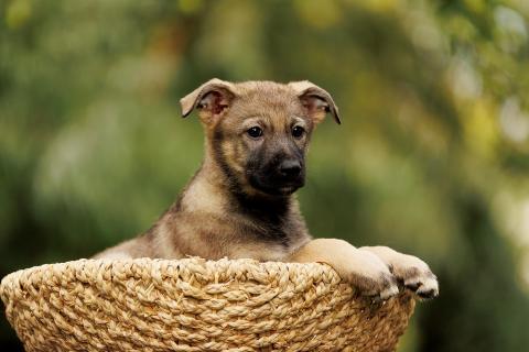 В дар собаку. Милые щенки в добрые руки! Две девочки и мальчик. Фото4