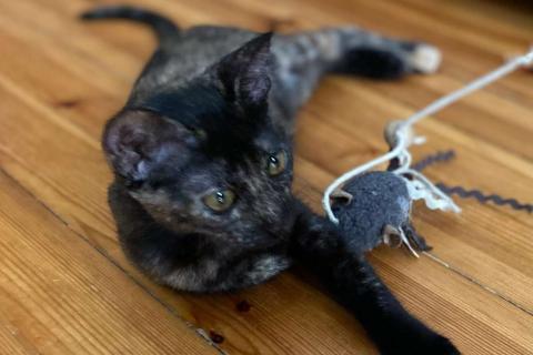 В дар кошку. Красавица-гречанка Искра ищет добрые руки. Фото3