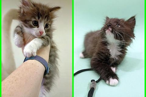 В дар кошку. Домашние котята-девочки в добрые руки. Фото1