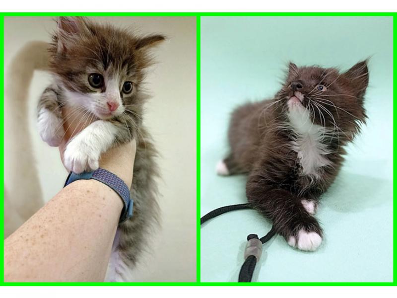 В дар кошку