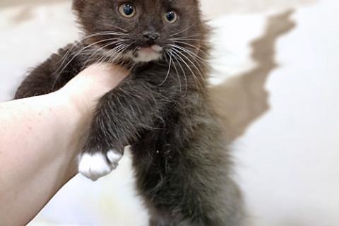 В дар кошку. Домашние котята-девочки в добрые руки. Фото3