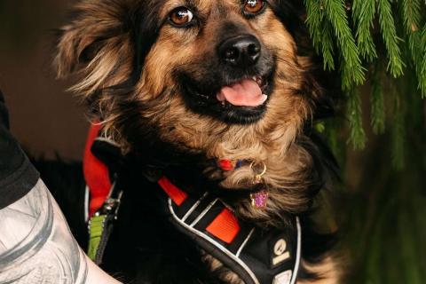 В дар собаку. Маленькая пушистая собачка Афелия в дар. Фото1