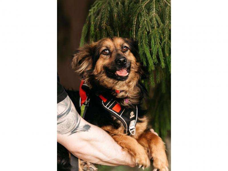 В дар собаку