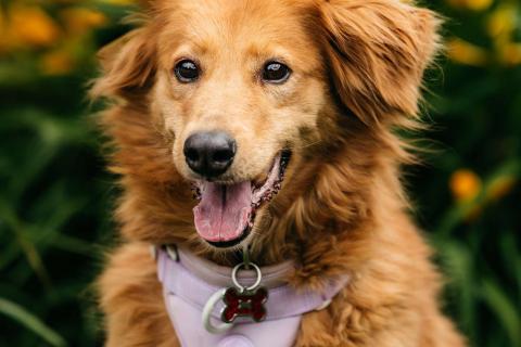 В дар собаку. Рыжая пушистая собачка Дейзи в добрые руки. Фото2