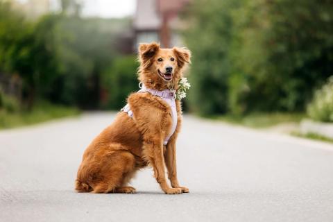 В дар собаку. Рыжая пушистая собачка Дейзи в добрые руки. Фото3