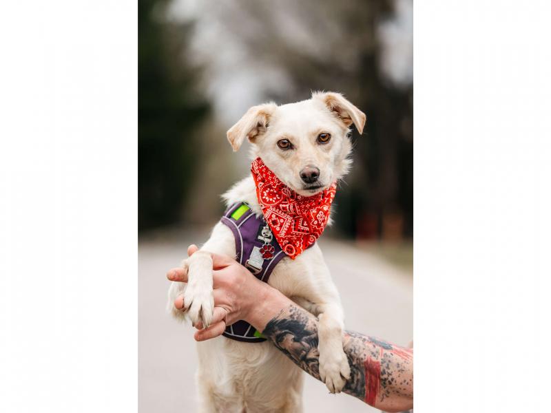 В дар собаку