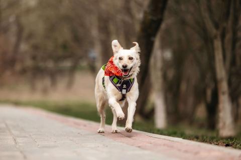 В дар собаку. Миниатюрная белая собачка Асти в дар. Фото3