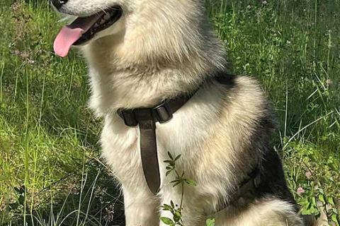 В дар собаку. Ищем дом для метиса хаски по имени Альфа. Фото1