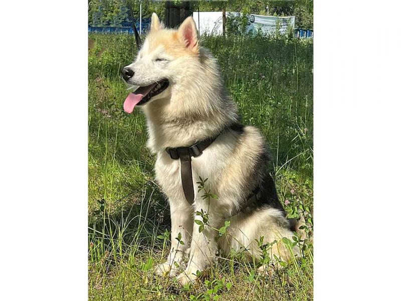 В дар собаку