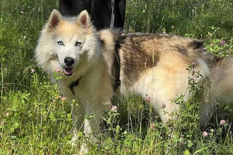 В дар собаку. Ищем дом для метиса хаски по имени Альфа. Фото2