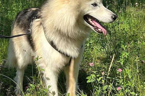 В дар собаку. Ищем дом для метиса хаски по имени Альфа. Фото4