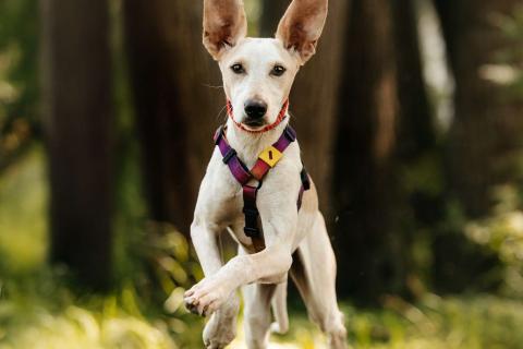 В дар собаку. Метис уиппета Латифа в добрые руки. Фото2