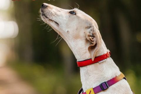 В дар собаку. Метис уиппета Латифа в добрые руки. Фото4