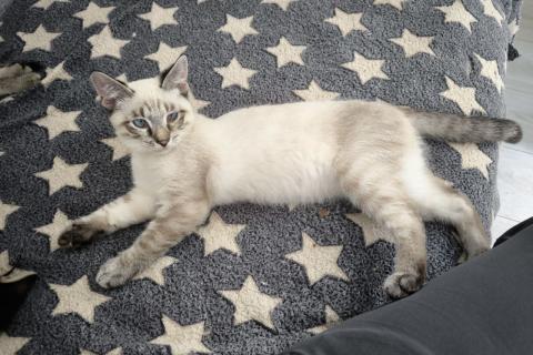 В дар кошку. Тайский котенок Пацан в добрые руки. Фото2