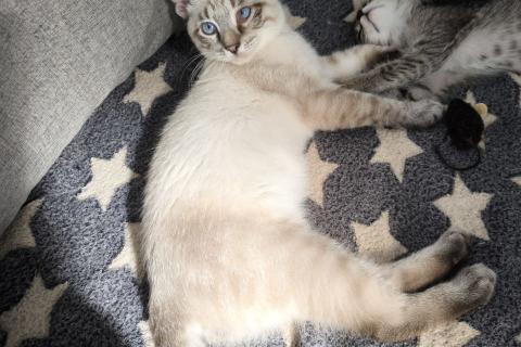 В дар кошку. Тайский котенок Пацан в добрые руки. Фото3