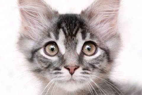 В дар кошку. Пушистый котёнок Вертолётик в добрые руки. Фото1