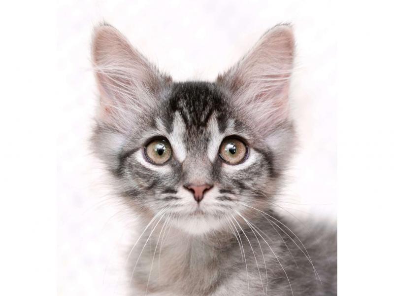 В дар кошку