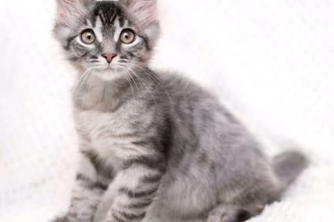 В дар кошку. Пушистый котёнок Вертолётик в добрые руки. Фото2