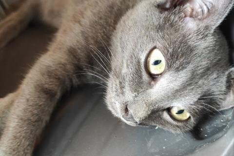 В дар кошку. Мегаласкуша котик Нико в дар. Фото1