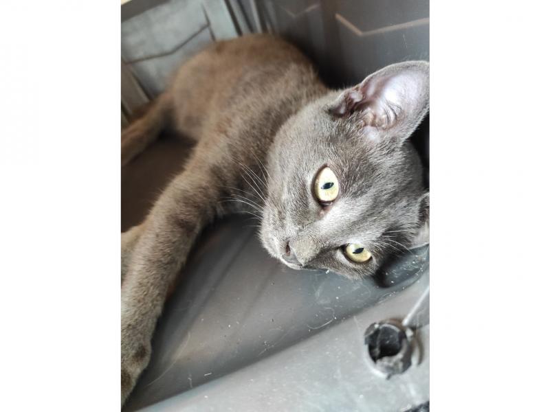 В дар кошку