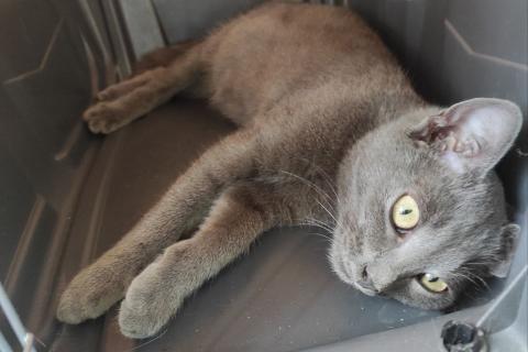 В дар кошку. Мегаласкуша котик Нико в дар. Фото2