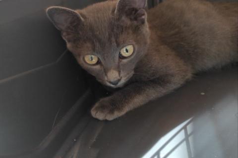 В дар кошку. Мегаласкуша котик Нико в дар. Фото3