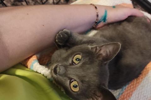 В дар кошку. Мегаласкуша котик Нико в дар. Фото4