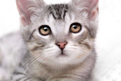 В дар кошку. Очаровательный котёнок Гудини в добрые руки. Фото1