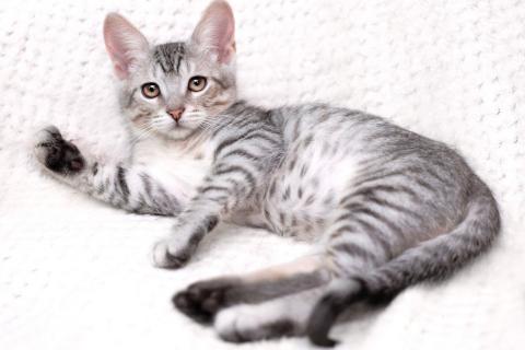 В дар кошку. Очаровательный котёнок Гудини в добрые руки. Фото2