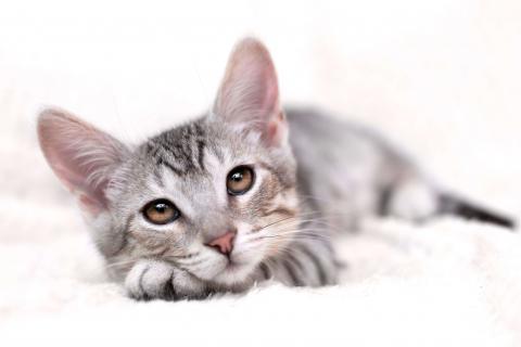 В дар кошку. Очаровательный котёнок Гудини в добрые руки. Фото4