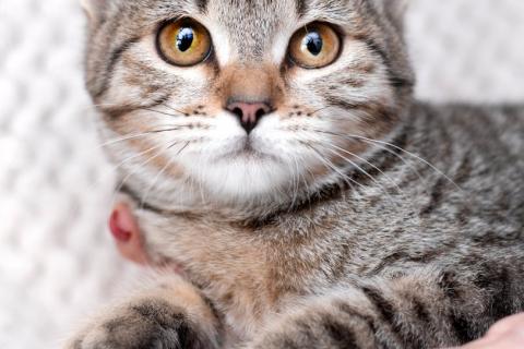 В дар кошку. Полосатый котенок-подросток Марфушенька-душенька в дар. Фото1