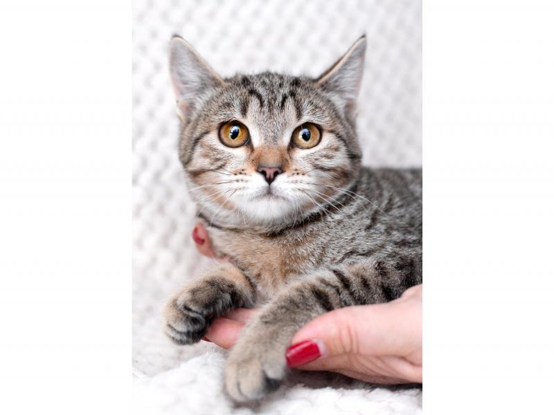 В дар кошку