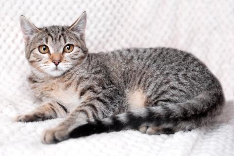 В дар кошку. Полосатый котенок-подросток Марфушенька-душенька в дар. Фото2